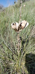 Yucca glauca