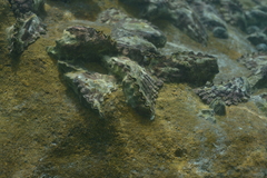 Saccostrea cuccullata