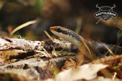 Salvadora intermedia