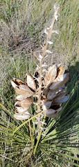 Yucca glauca