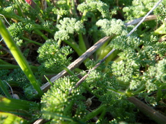 Lomatium dasycarpum
