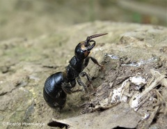 Elaphroptera scoliaeformis