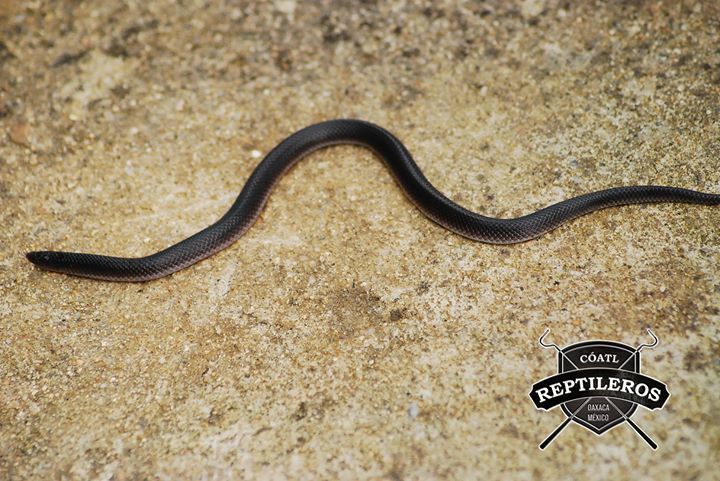 Mesa Del Sur Earth Snake