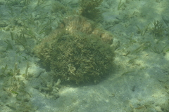 Hippopus hippopus