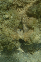 Hippopus hippopus