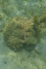 Hippopus hippopus