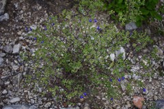 Salvia thymoides
