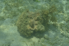 Hippopus hippopus