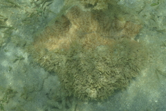 Hippopus hippopus