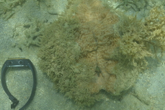 Hippopus hippopus