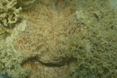 Hippopus hippopus