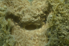 Hippopus hippopus