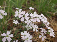 Silene linnaeana