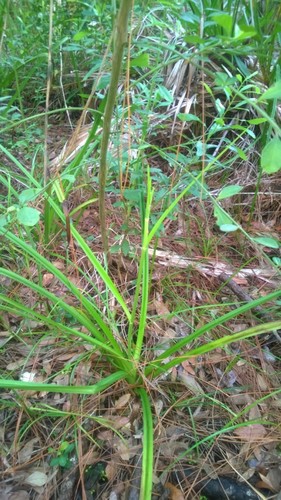 Veratrum virginicum image
