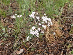 Silene linnaeana