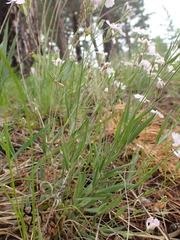 Silene linnaeana
