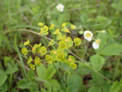 Euphorbia jenisseiensis