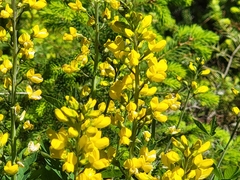 Thermopsis gracilis