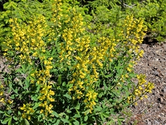 Thermopsis gracilis