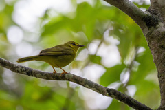 Myiothlypis flaveola