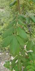 Bursera tomentosa
