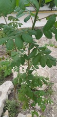 Bursera tomentosa