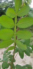 Bursera tomentosa