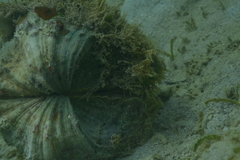Hippopus hippopus