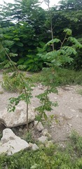 Bursera tomentosa