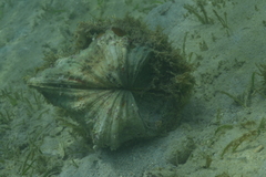 Hippopus hippopus
