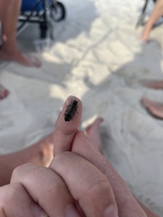 Buprestis maculipennis