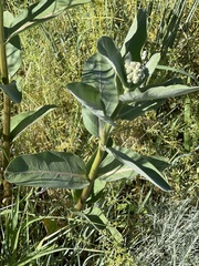 Asclepias speciosa