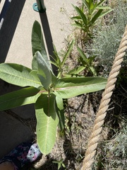 Asclepias speciosa