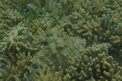 Hippopus porcellanus
