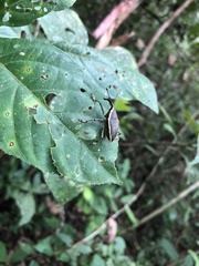 Cholus cinctus image