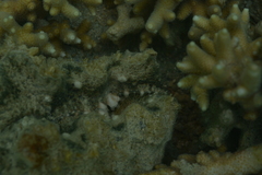 Hippopus porcellanus