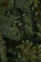 Hippopus porcellanus