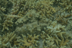 Hippopus porcellanus