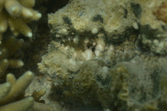 Hippopus porcellanus