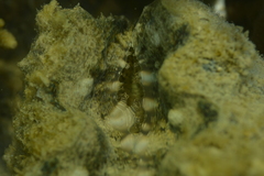 Hippopus porcellanus