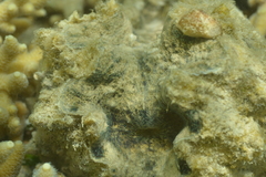 Hippopus porcellanus