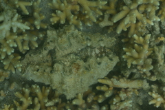 Hippopus porcellanus
