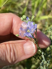 Linum lewisii