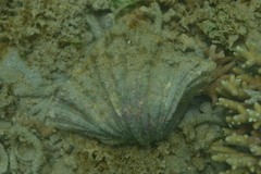 Hippopus porcellanus