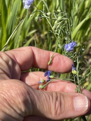 Linum lewisii