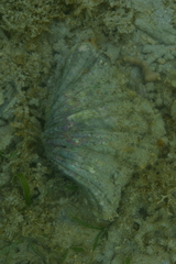 Hippopus porcellanus