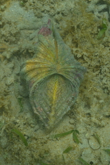 Hippopus porcellanus