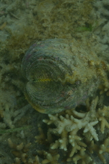 Hippopus porcellanus