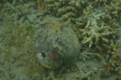Hippopus porcellanus