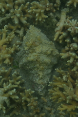 Hippopus porcellanus